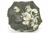 Iridescent Ammonite (Deshayesites & Aconeceras) Cluster #317667-1